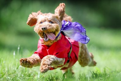 Virgin Australia pet friendly flights