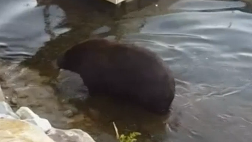 Hank the Tank big brown bear breaking into California homes