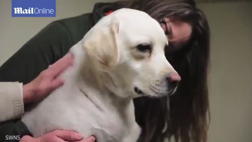 UK dog undergoes first canine open-heart surgery operation using synthetic valve