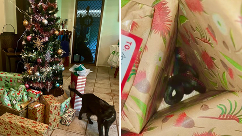 A pet cat left an 'unexpected Christmas present' under a Hampton family's tree; a red-bellied black snake. 