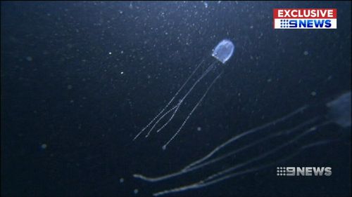 The tiny Irukandji is the world's deadliest jellyfish. (9NEWS)