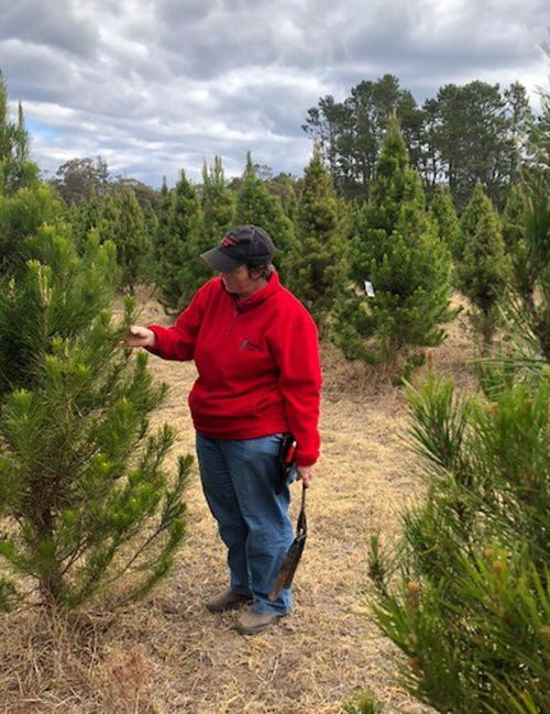 Lynette Rideout said while Christmas trees will be ready for this year they are drought-stricken.