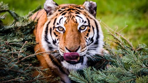 Wild tiger numbers rise for the first time in 100 years