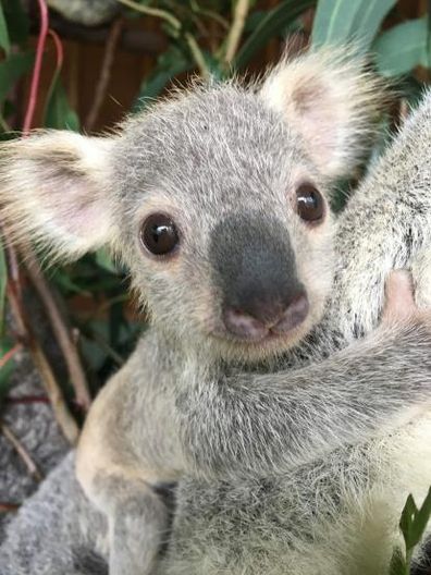 Eight-month-old Tallow, from the Gold Coast's Paradise Country has won the title of Australia's cutest koala joey.
