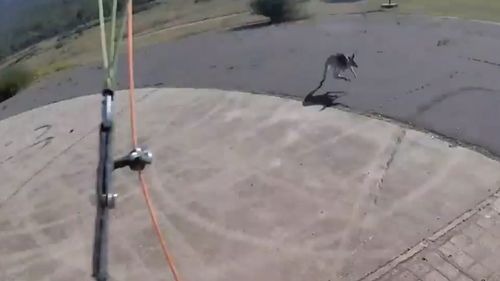 As paraglider Jonathan Bishop came in to land he was greeted by a territorial kangaroo.