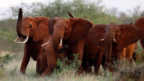 Trump reverses ban on importing elephants killed as trophies