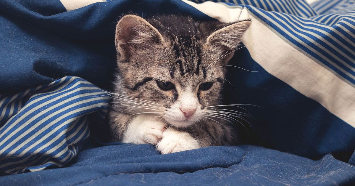 Why cats peeing on the rug means something worrying might be going on