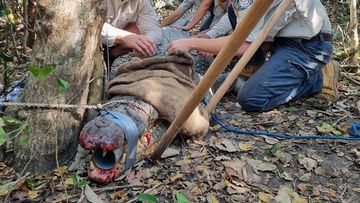 The crocodiles were trapped and then had the tracking devices attached.