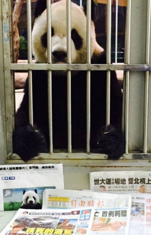 Tuan Tuan in the photo released by Taipei Zoo.