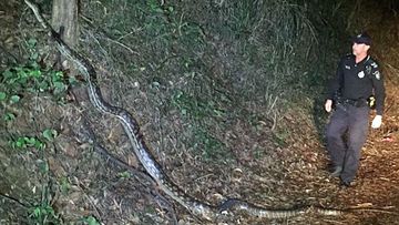One of the two Queensland police officers who came across this six-metre long brush python in a remote town north of Cairns on Sunday. (Photo: Queensland Police Service).