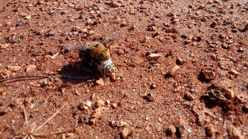 The bees only emerge over a few weeks in Spring, they will mate, find food, and then re-burrow into the ground to lay eggs.