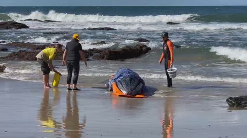 Baby Humpback whale washes up in Port Macquarie on July 29