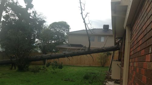 A tree fell onto a house in Boronia in Melbourne's east. (9NEWS)