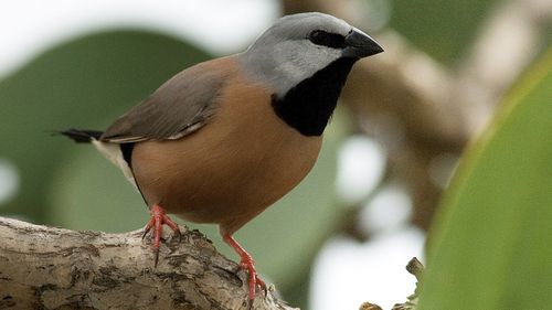 The black-throated finch. 
