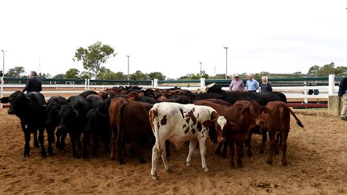 Boost to Indonesian live cattle trade
