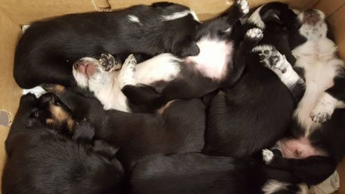 The pups are reportedly in good health and are eating well. (Herriot House Veterinary Surgery)