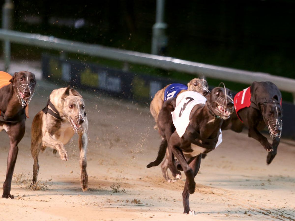 what is the prize money in greyhound racing