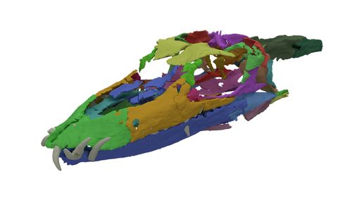 Scientists digitally reconstructed the crushed skulls of Tanystropheus fossils.