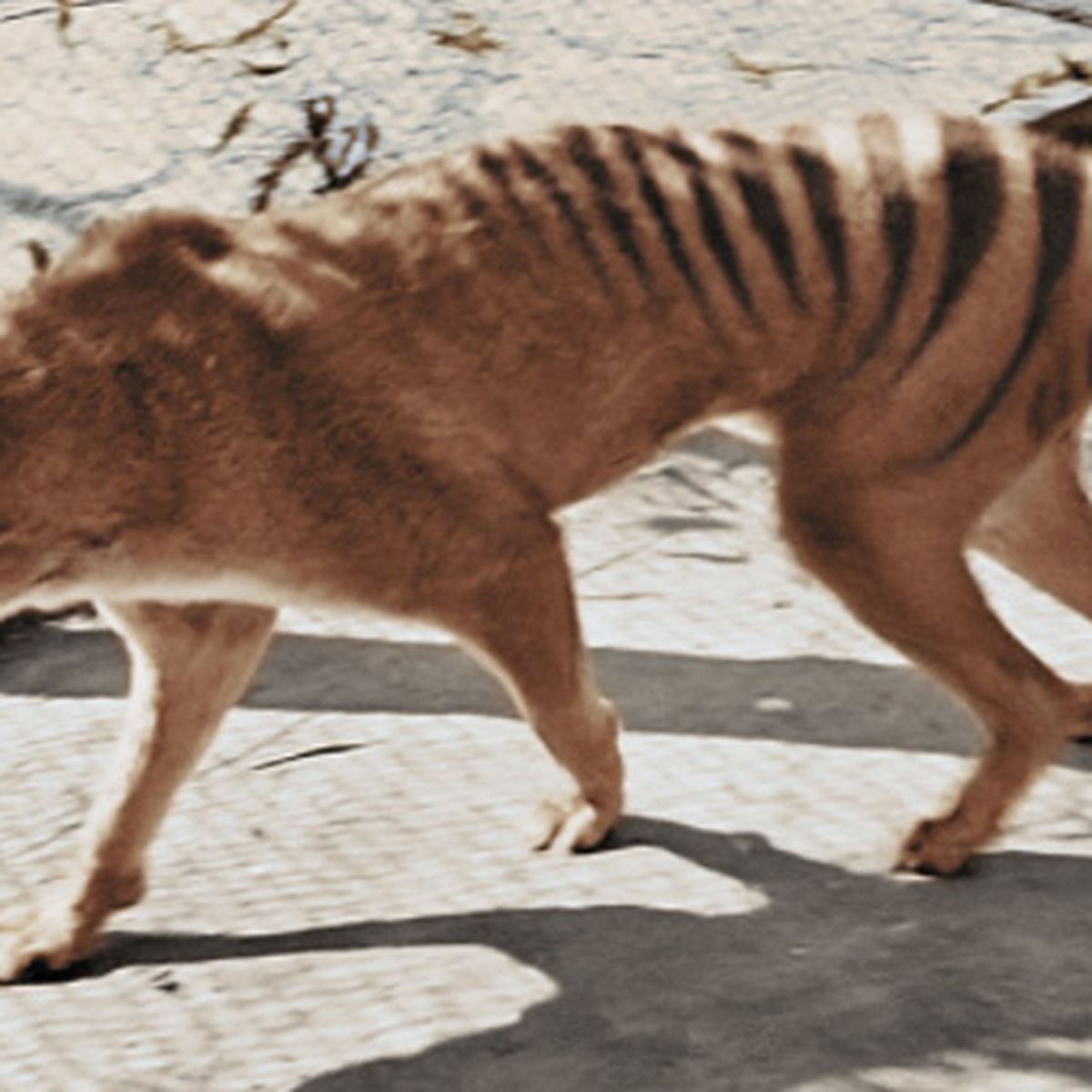 Lack Of Genetic Diversity May Have Doomed Tasmanian Tiger
