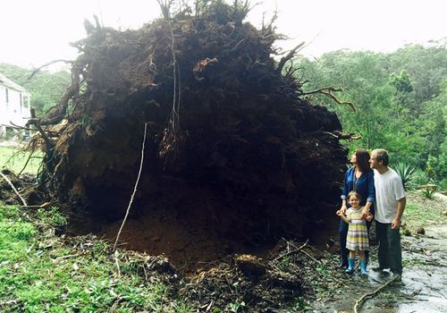 Liberal MP Lucy Wicks, her husband Chris and daughter daughter Mollie-Joy stand next to the roots of the tree that crashed into their home.