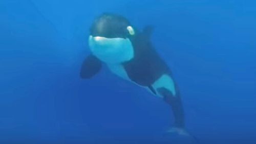 The Sydney teacher came face-to-face with a pod of killer whales last week (Rachel Stewart)