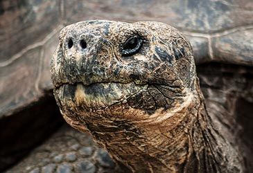 Which island group was home to Lonesome George?
