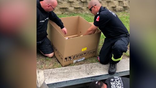 Firefighters rescue family of ducklings from Sydney stormwater drain.