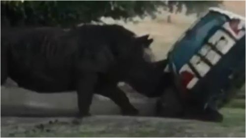 A safari park employee has had a lucky escape after a Rhino rammed their car.