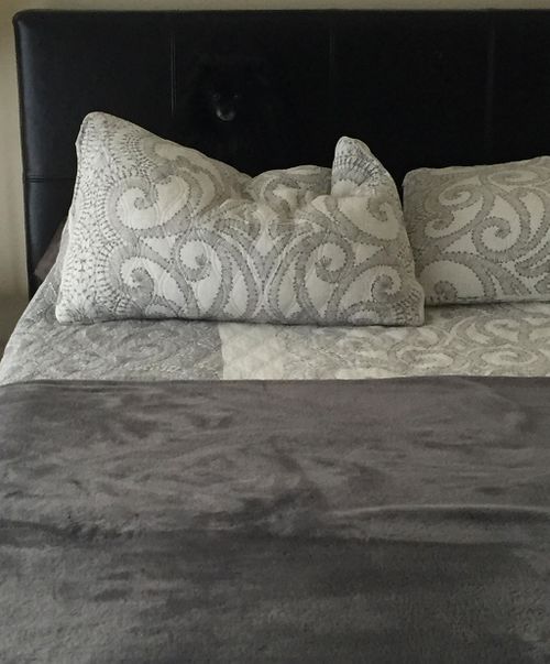 Obvious pooch thinks it has ridiculously good ninja camouflage skills