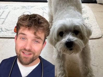 Dr Alex Crow shares why your dog stretched when they see you