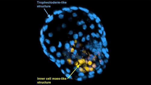 The skin cells look and act just like an early-stage human embryo.