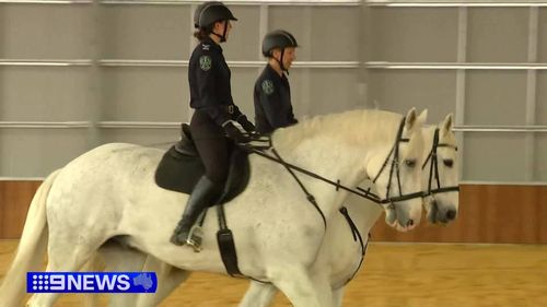 South Australian police horses relocated to $90 million stables