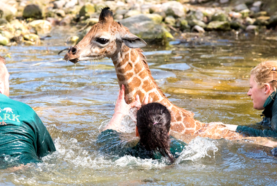 Giraffes don't
swim... but they could