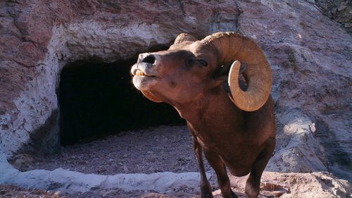 This 2013 photo from a US Fish and Wildlife Service motion-activated camera shows a bighorn sheep at the Kofa National Wildlife Refuge in Arizona. (AAP)