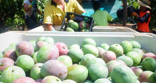 Mango harvesting in Queensland 