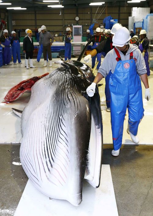 A fisherman purifies the first minke whale with a sake before cutting at Kushiro Fishing Port on the opening day of commercial whaling in Kushiro, Hokkaido Prefecture.