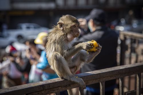 LOP BURI, THAILAND - NOVEMBER 28: A monkey eats fruit given to them by locals and tourists during the Lopburi Monky Festival on November 28, 2021 in Lop Buri, Thailand. Lopburi holds its annual Monkey Festival where local citizens and tourists gather to provide a banquet to the thousands of long-tailed macaques that live in central Lopburi. This year the event was Lopburi's main reopening event since Thailand opened to foreign tourists without having to quarantine on November 1. (Photo by Lauren