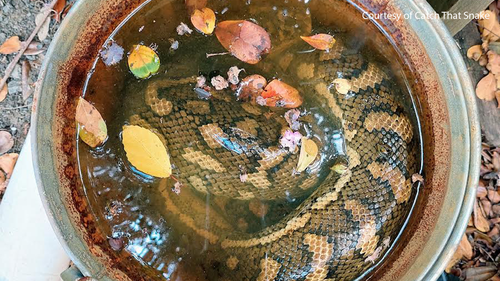 The carpet python was curled in the bucket with its head underwater. 