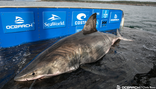 Despite her large size, Mr Fischer said Nakumi was calm as can be when she was tagged.