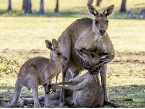 Expert says ‘grieving’ kangaroos were actually doing something far more sinister