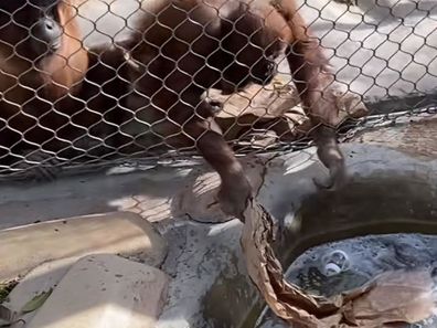 Orangutan at LA Zoo retrieves dropped baby bottle and drinks from it