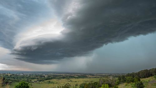 Palissandro, Queensland