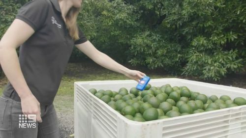 Tiny tracker could extend expiry dates of fresh food and reduce waste