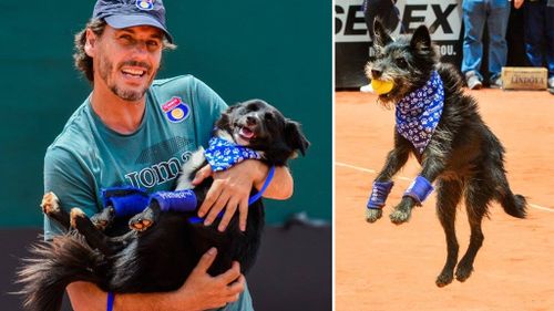 Good boys: Shelter dogs retrieve tennis balls at Brazil Open
