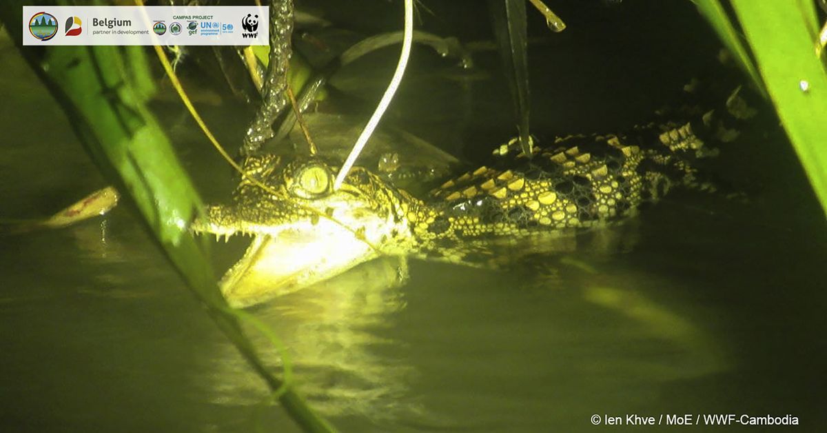 Rare crocodile hatchlings found in Cambodia