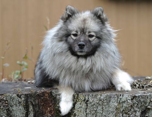 The dog that died was a four-year-old Keeshond, similar to this pictured above. Picture: Facebook