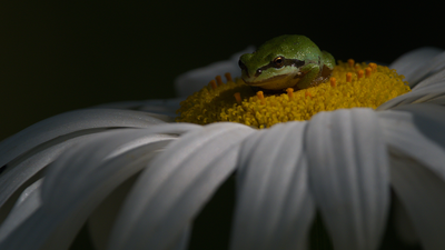 'Pacific Tree Frog': Gold Winner - Behaviour Amphibians and Reptiles