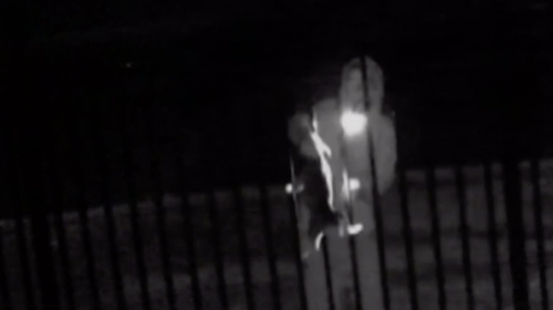 CCTV footage shows the dognapper lifting one of the puppies over the fence.