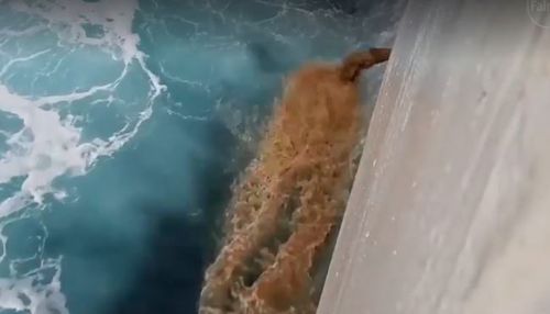 Large volumes of effluent are shown being dumped into the ocean. (Supplied: Animals Australia)