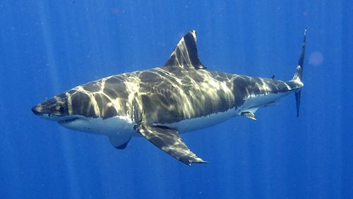 World-first alarm system warns swimmers of approaching sharks